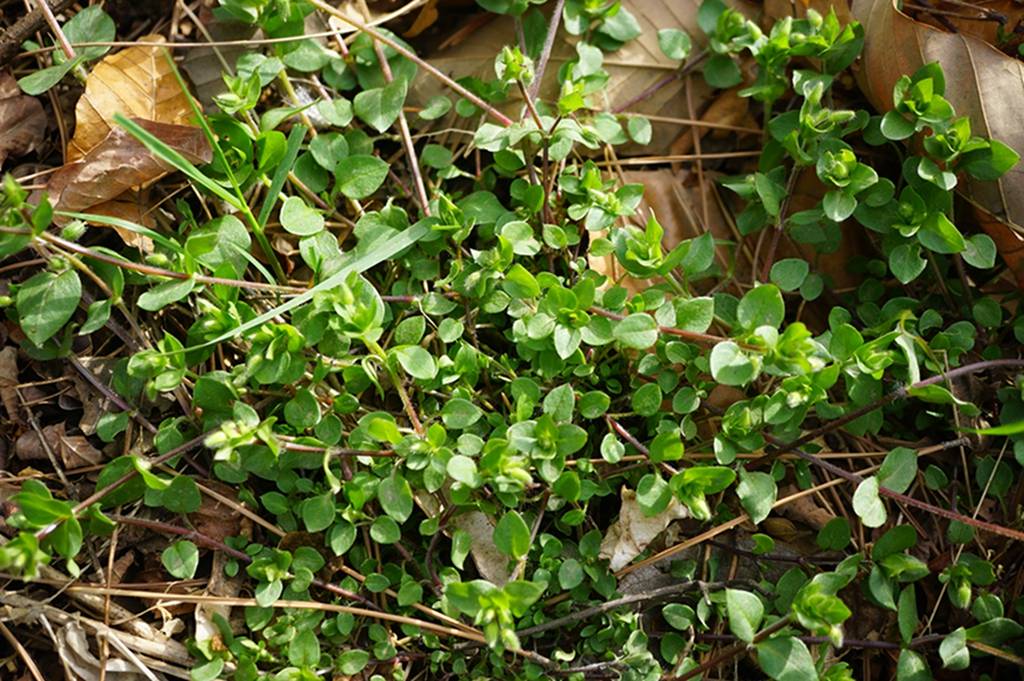 我见到的山东本土植物和园林栽培植物