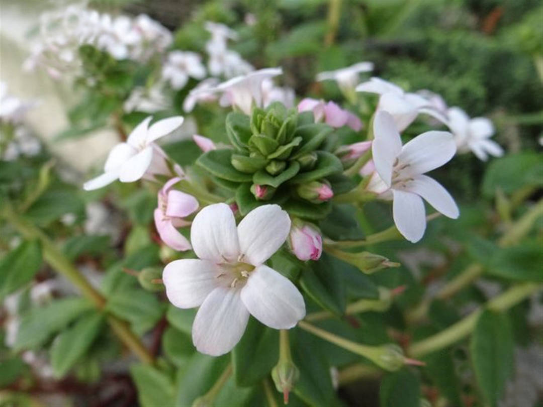 滨海珍珠菜图片