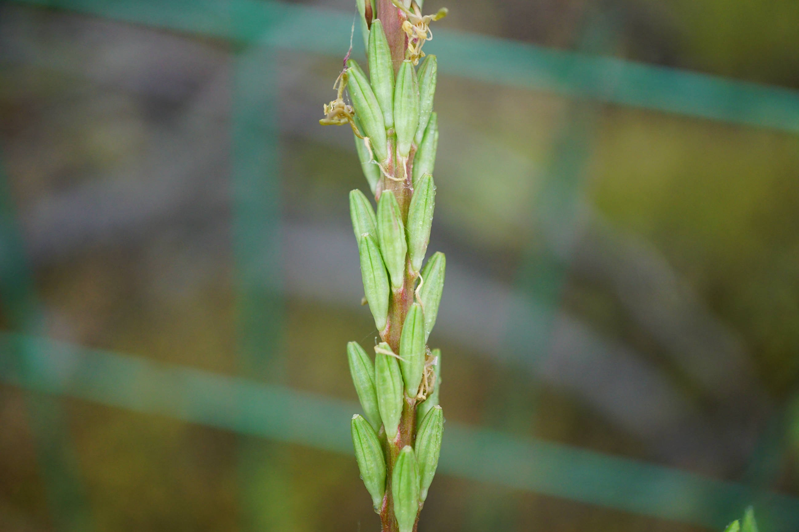 我见到的山东本土植物和园林栽培植物(536)小花山桃草