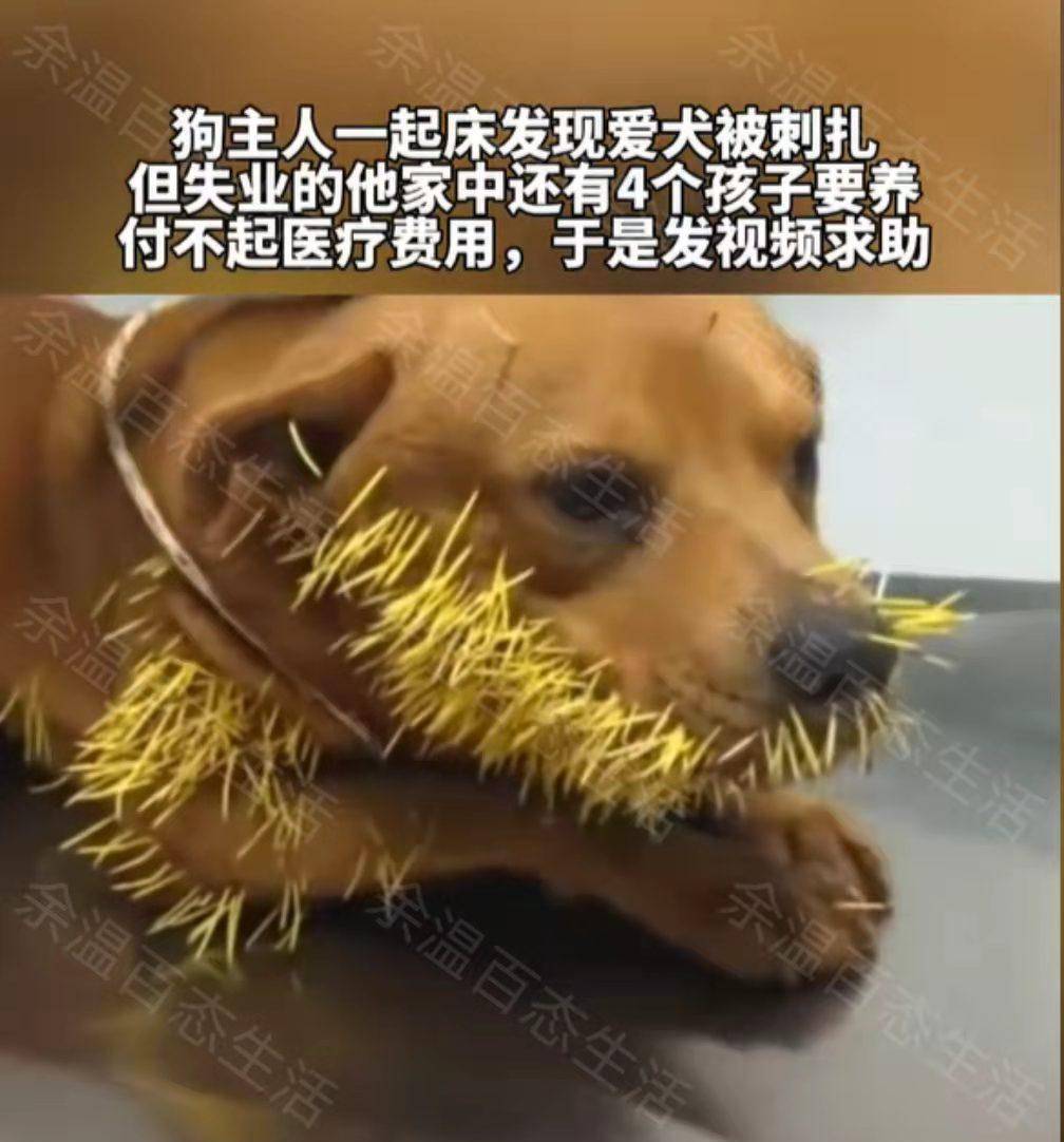 巴西狗子单挑豪猪惨败,脸上被豪猪的刺扎成刺猬,表情生无可恋