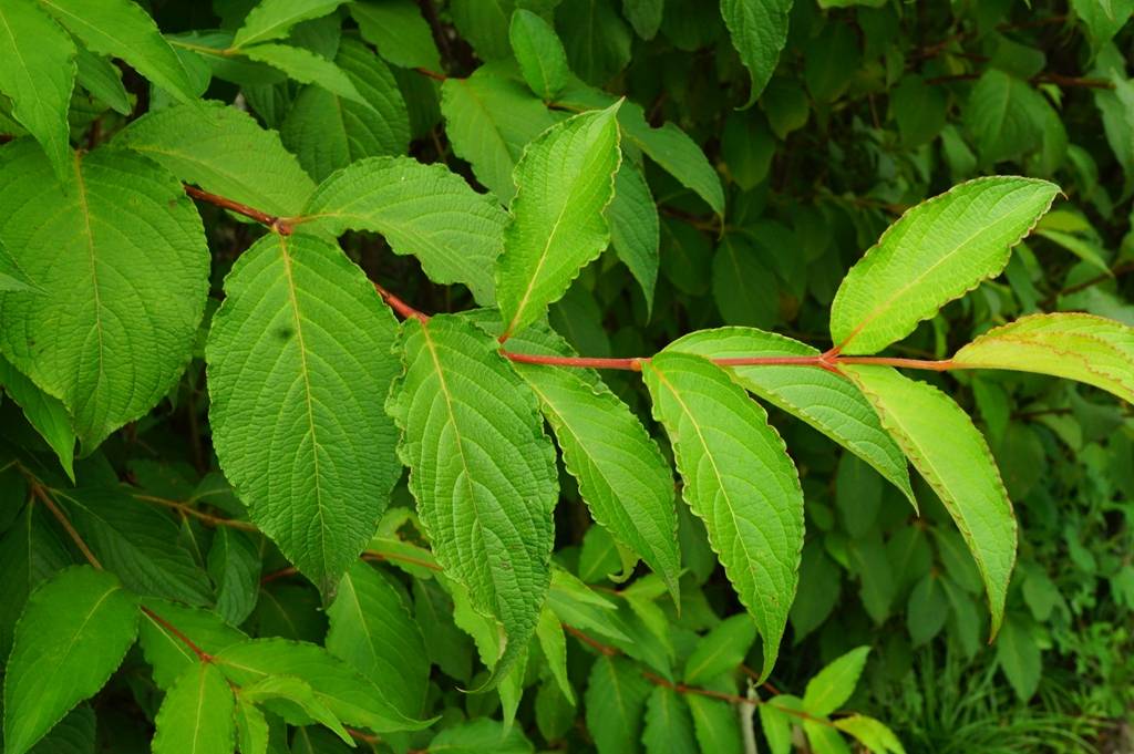 我见到的山东本土植物和园林栽培植物