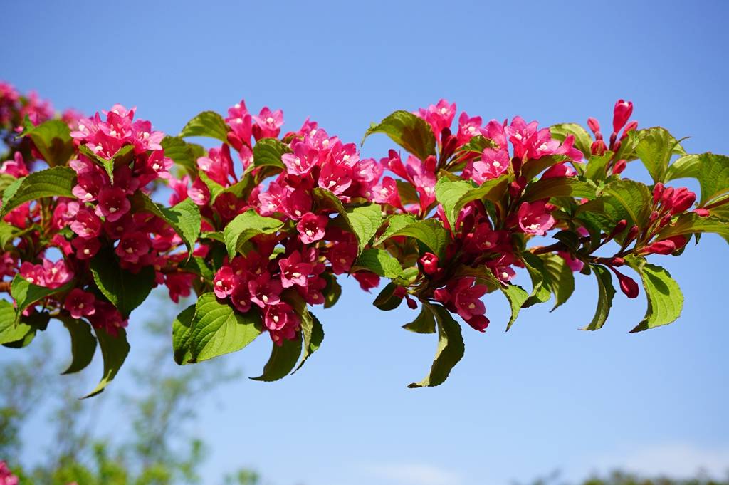 我见到的山东本土植物和园林栽培植物