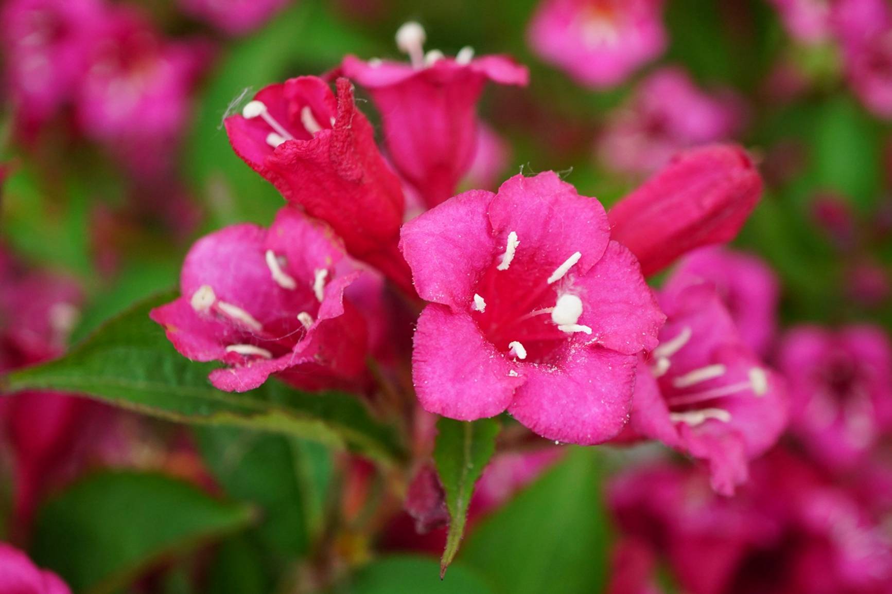 我见到的山东本土植物和园林栽培植物