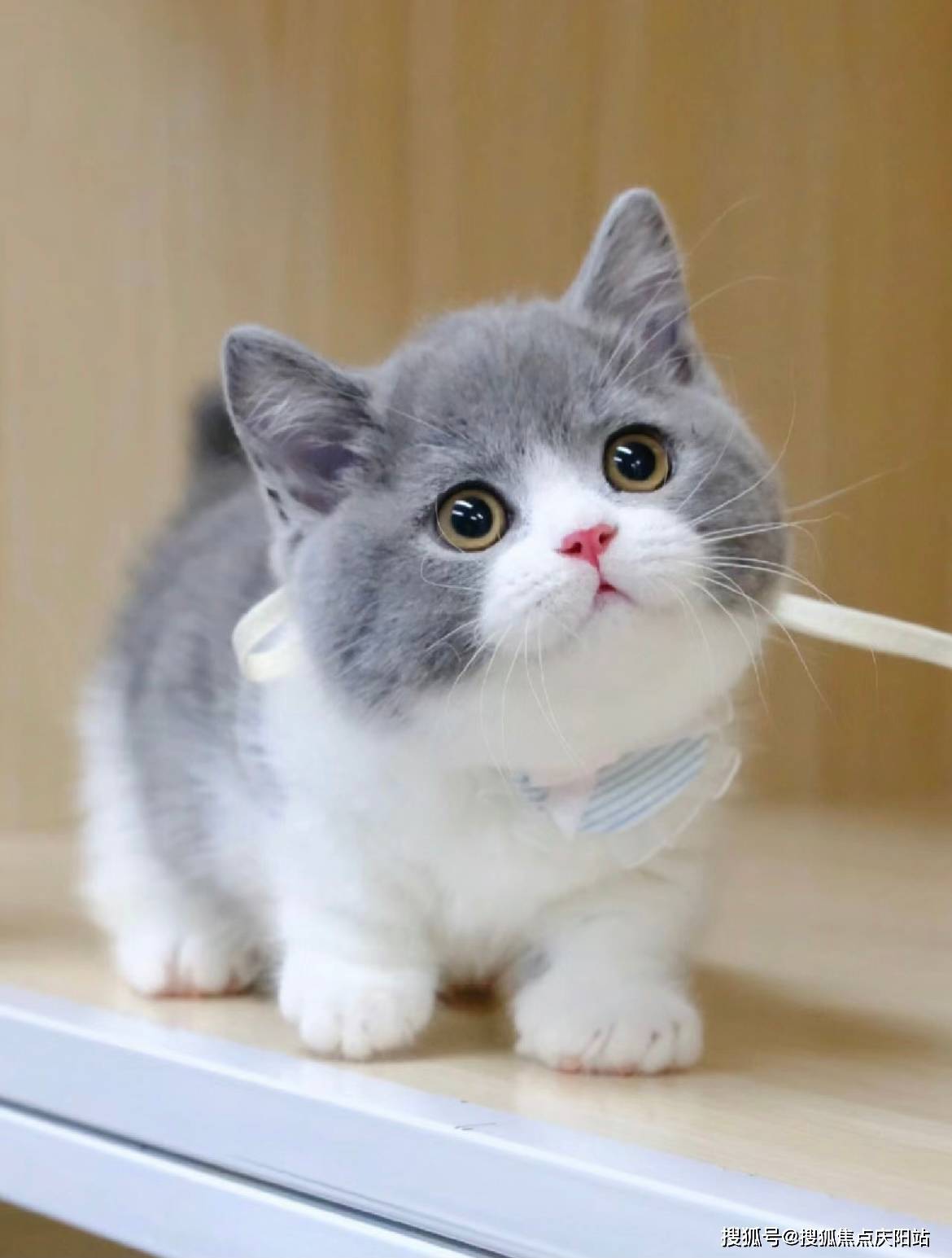 哈尔滨买英短蓝白猫首页网站(哈尔滨香坊区)买英短蓝白猫在哪里买靠谱