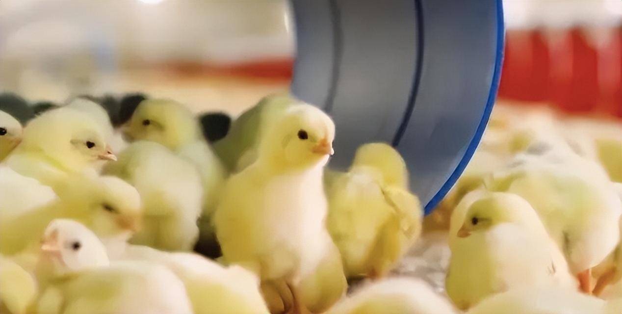 肉鸡_雏鸡_市场