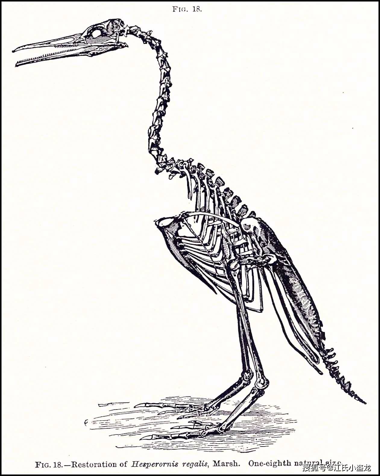 黄昏鸟:潜入白垩纪海洋的"企鹅"