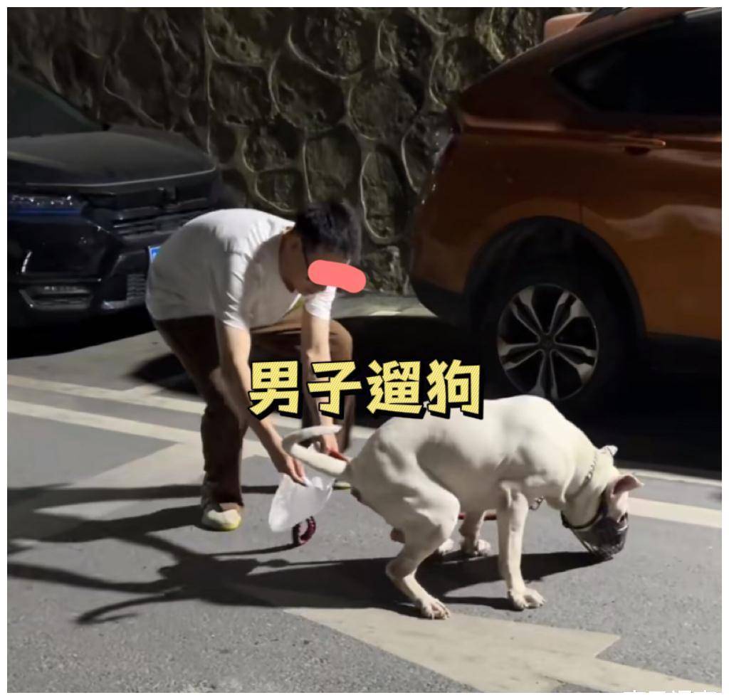 广州男子遛狗显孝顺,下蹲给狗接屎,对父母有这么好?