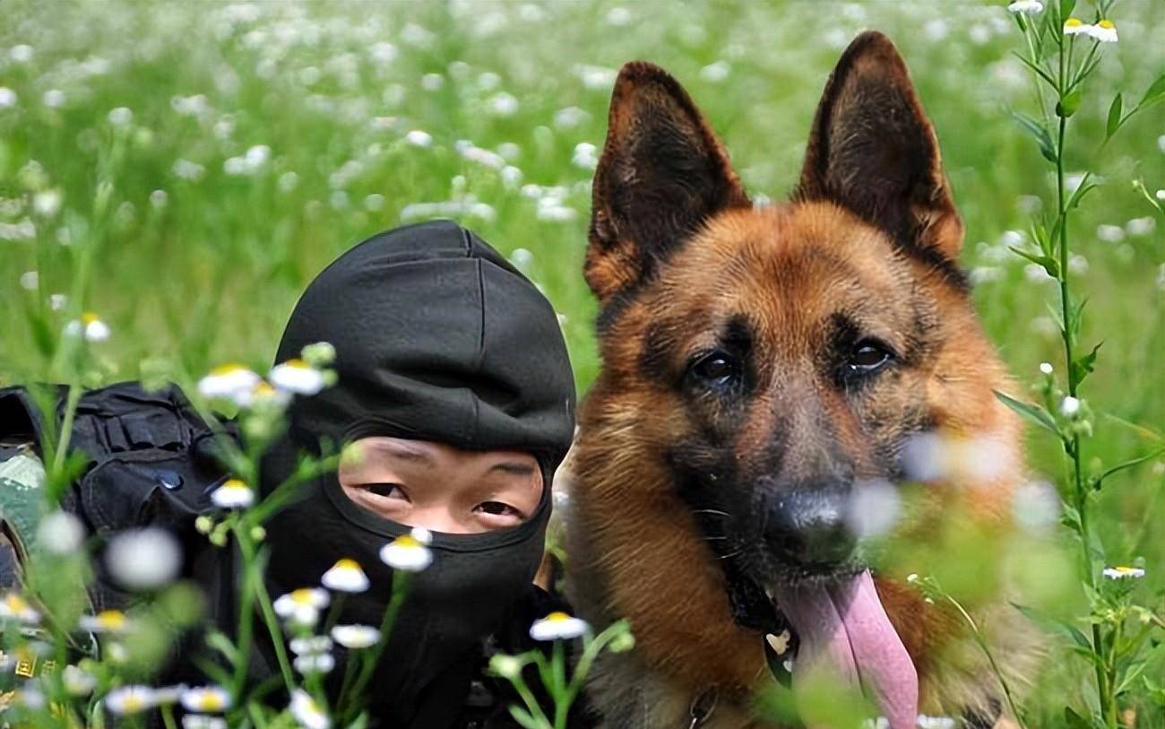 新疆女驯狼师养狼16年,为特种部队培育特种犬,产业获得千万财富