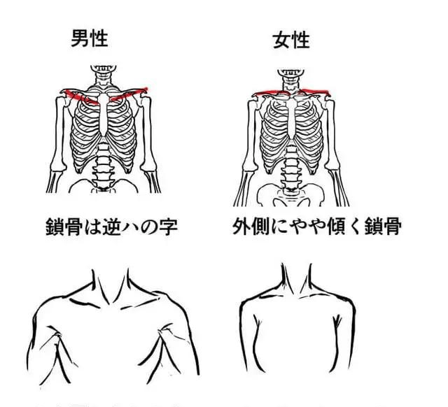 【水彩之翼教育】教你从人体骨骼区分男女生的画法!_骨盆_女性_肋骨