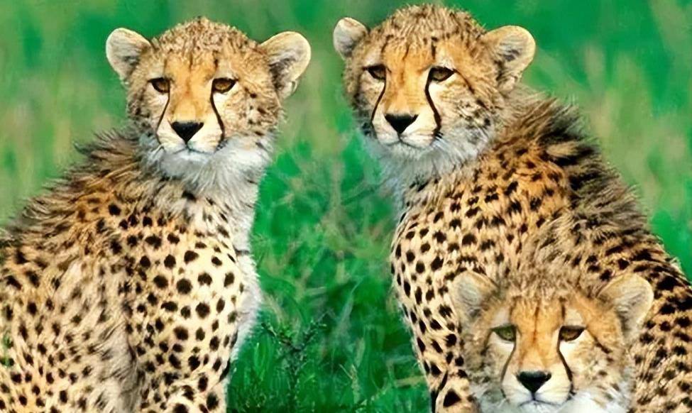 湖北19岁"女武松",空手打死2米的保护动物金钱豹,后来怎样了