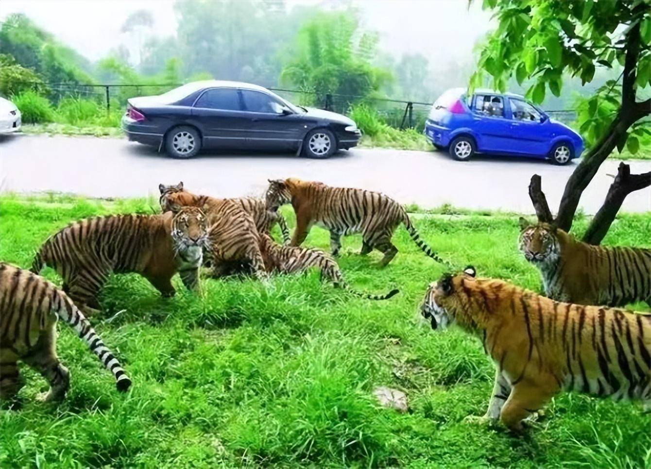 2016年八达岭老虎伤人案:幸存者索赔154万失败,因毁容无工作_赵菁