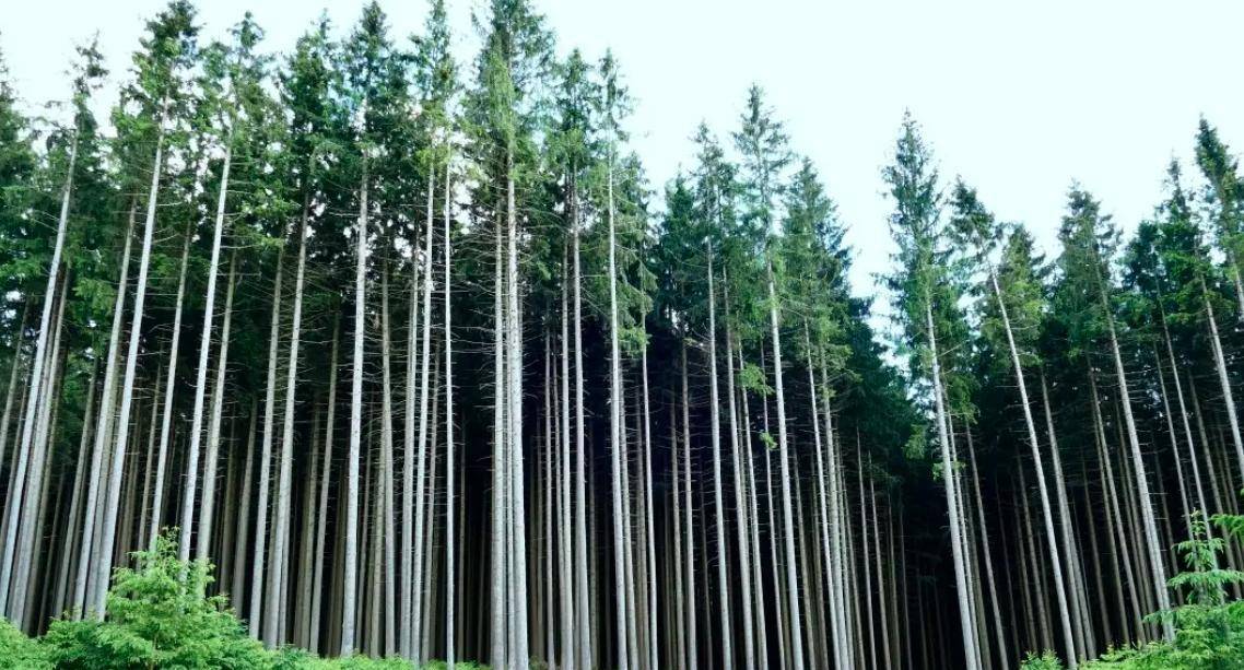 寿命达5000年!能吃能喝又能住的"生命之树",引入中国却缩水了