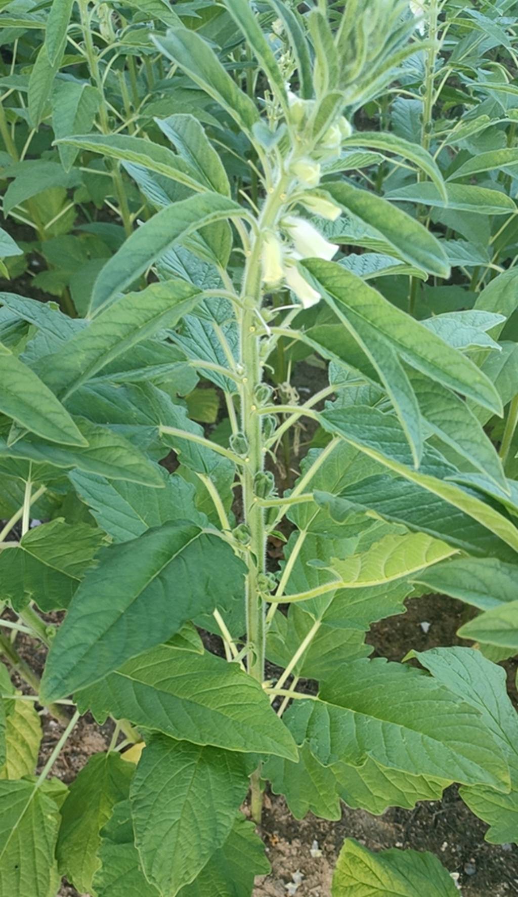 我见到的山东本土植物和园林栽培植物623芝麻