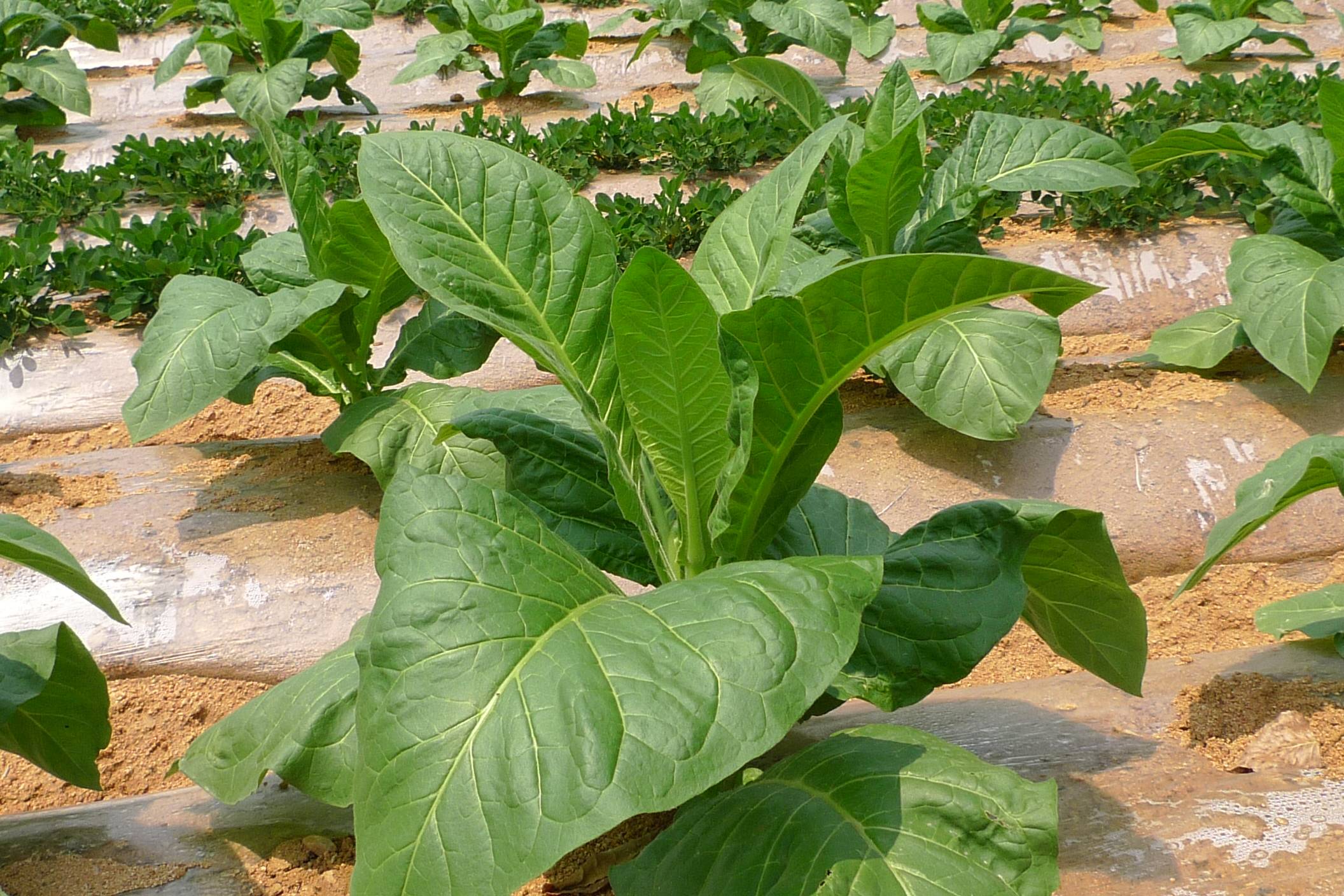 我见到的山东本土植物和园林栽培植物(647)烟草(栽培)