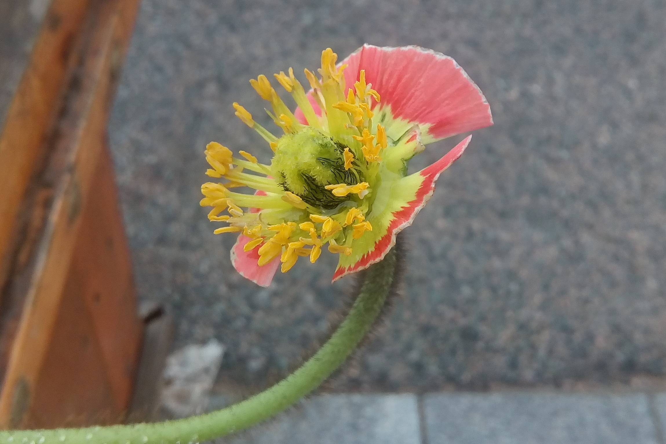 我见到的山东本土植物和园林栽培植物