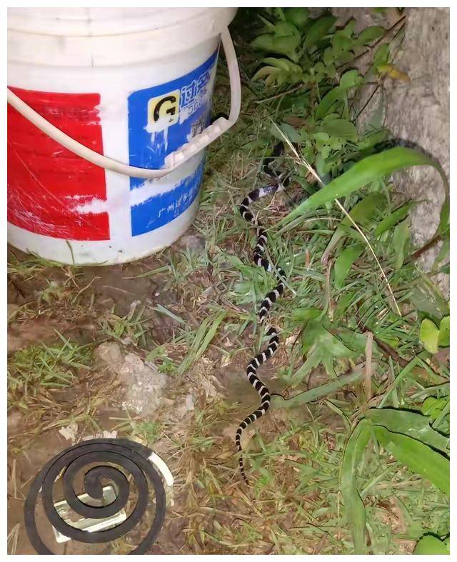 中国毒蛇之首银环蛇到底多恐怖?2018年陕西女孩被咬2小时就死亡