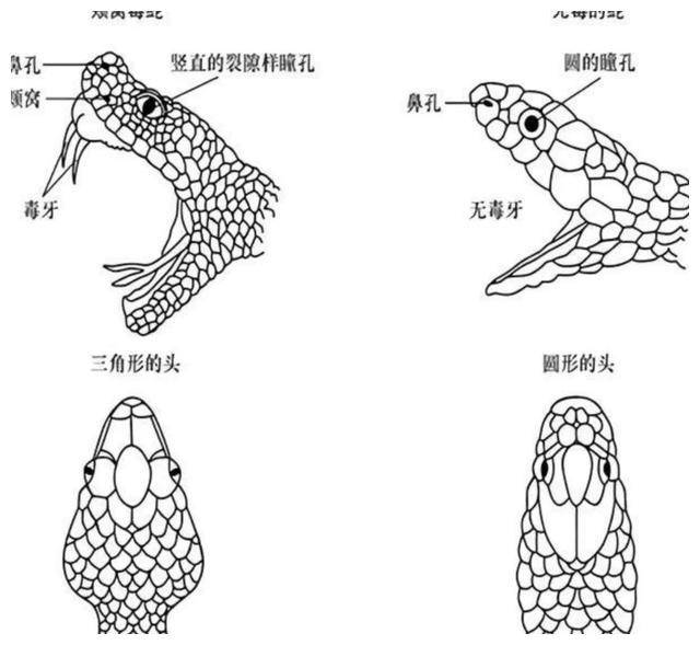 扔石头惹怒眼镜王蛇!七旬老伯被追咬,危急时刻他用一招保命