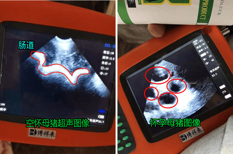 猪用b超机对母猪母猪排卵时间和怀孕的检测