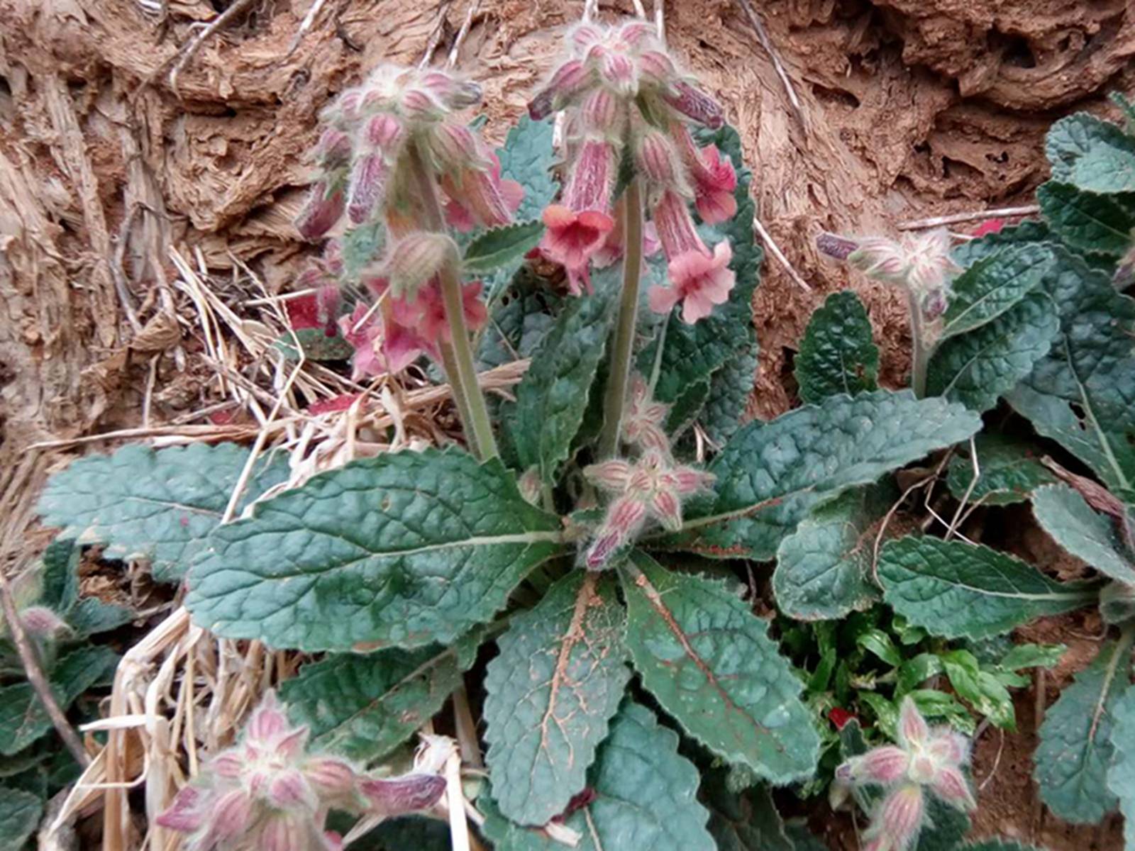 我见到的山东本土植物和园林栽培植物(693)地黄