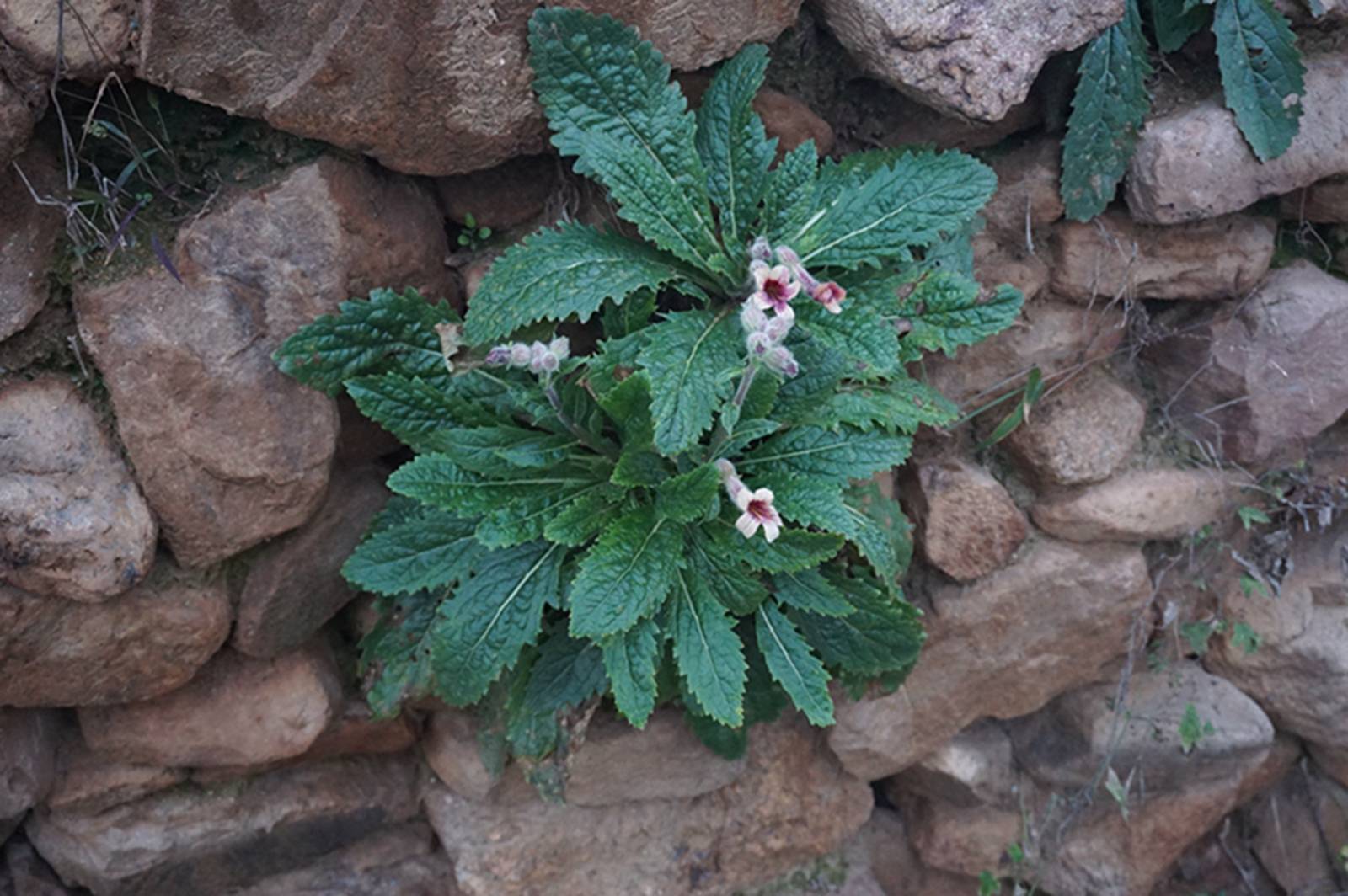 我见到的山东本土植物和园林栽培植物(693)地黄