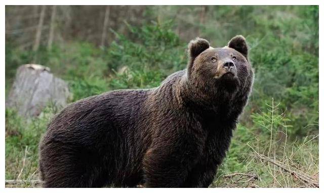 2002年,清华学子拿硫酸泼熊轰动全国,现今成为中科院专家