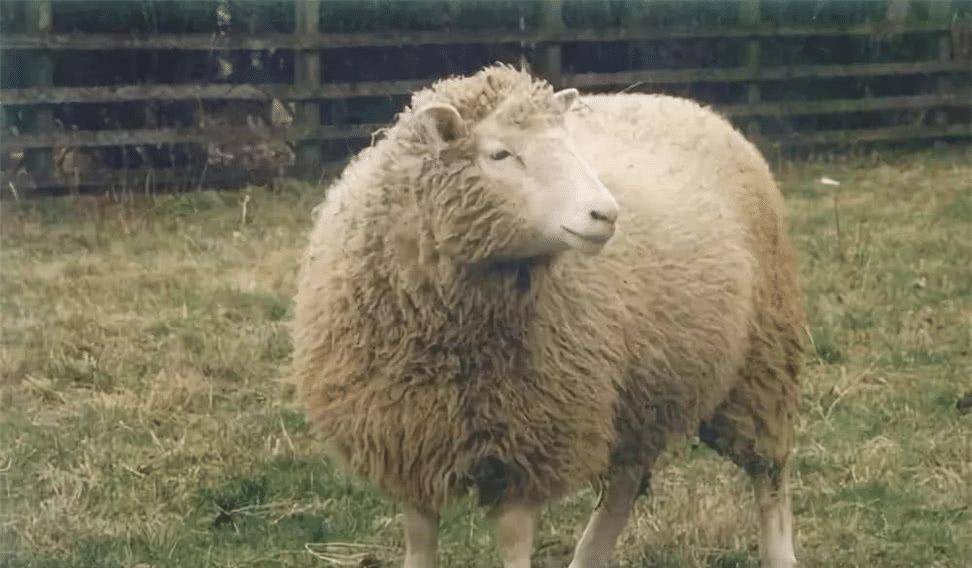 世界上第一只克隆羊"多莉",最终活了几岁?是对克隆人的警示