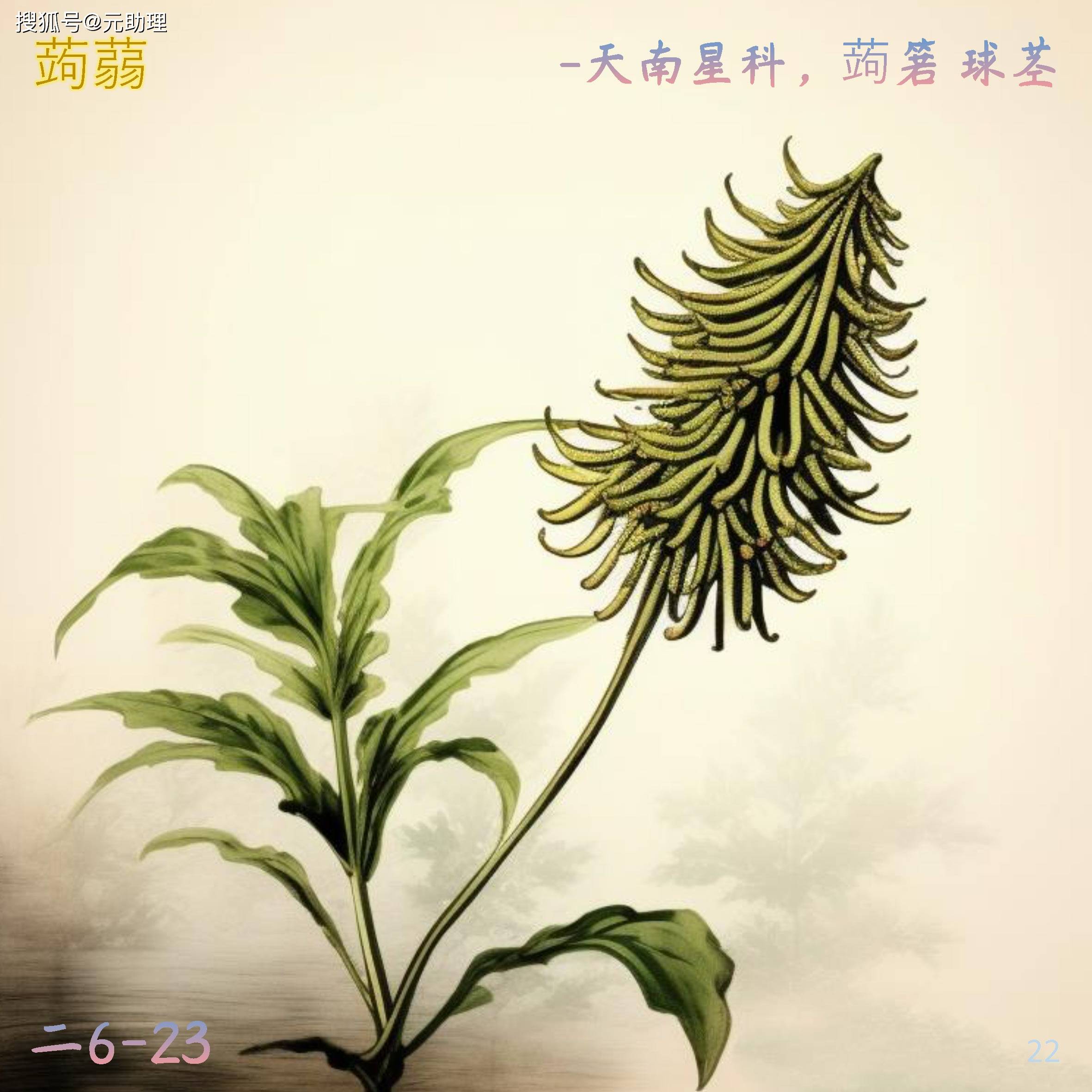 天南星虎掌图片