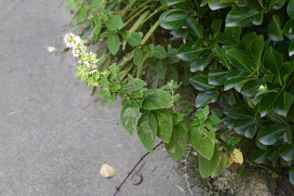 我见到的山东本土植物和园林栽培植物(743)皱叶留兰香