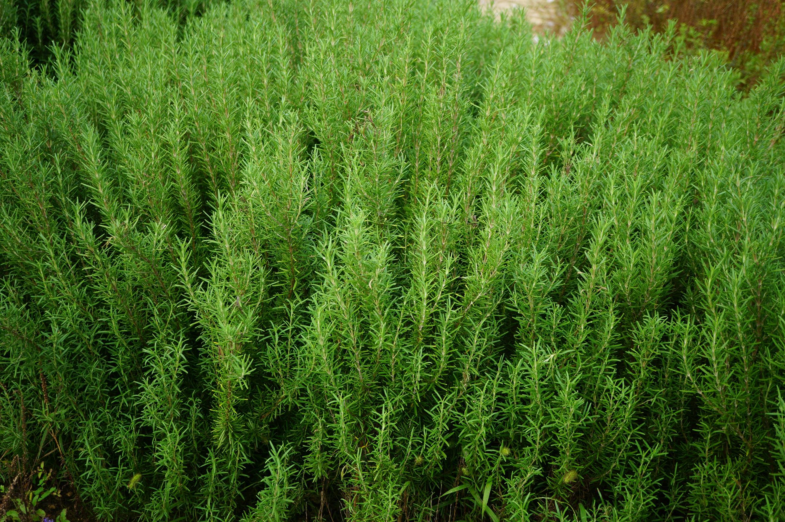 我见到的山东本土植物和园林栽培植物(751)薰衣草