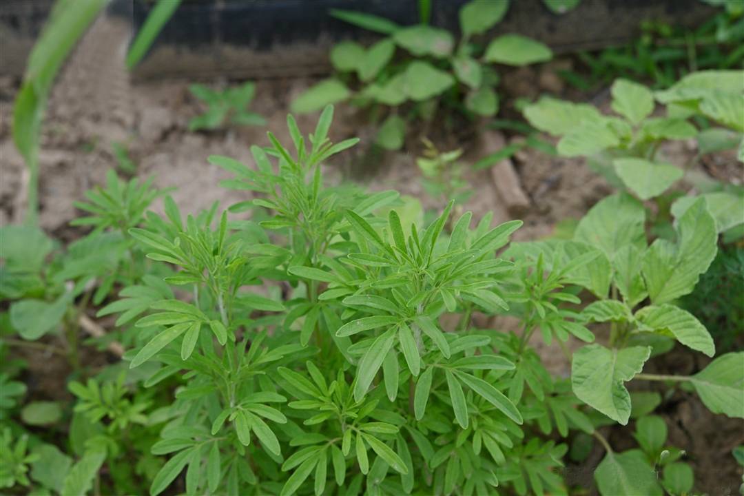 我见到的山东本土植物和园林栽培植物