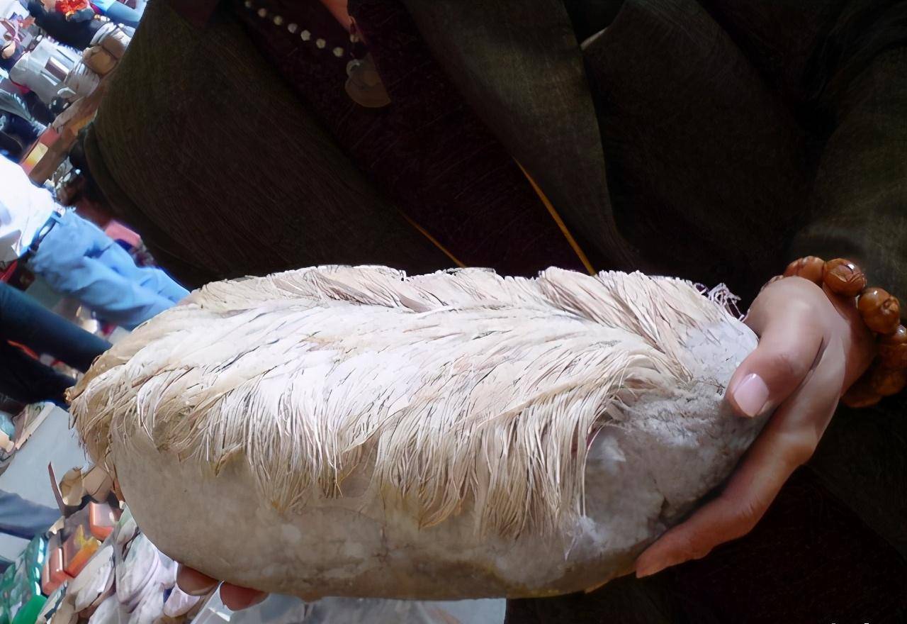 辽宁老农捡到一块长头发的石头,拿回家还在长,专家:封锁村子