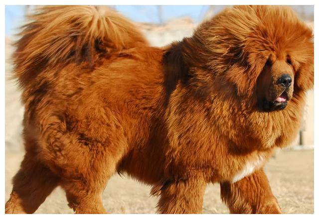 山东男子收养藏獒幼犬