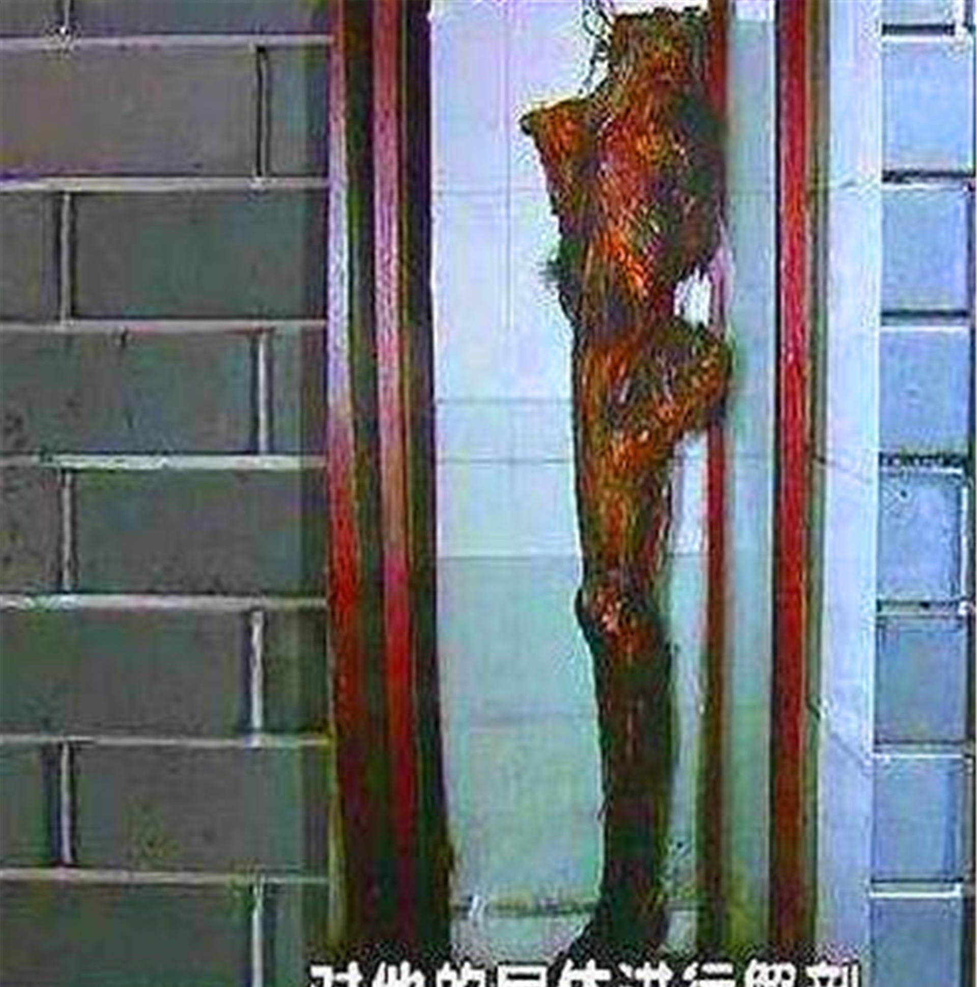 燕子李三为何能飞檐走壁?看看他一条保存至今的大腿,就能明白了