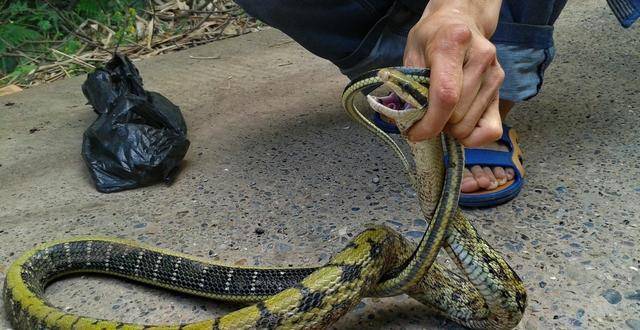 湖北一男子,被蛇"追杀"5年,被蛇咬死后,蛇群还在其坟上安家