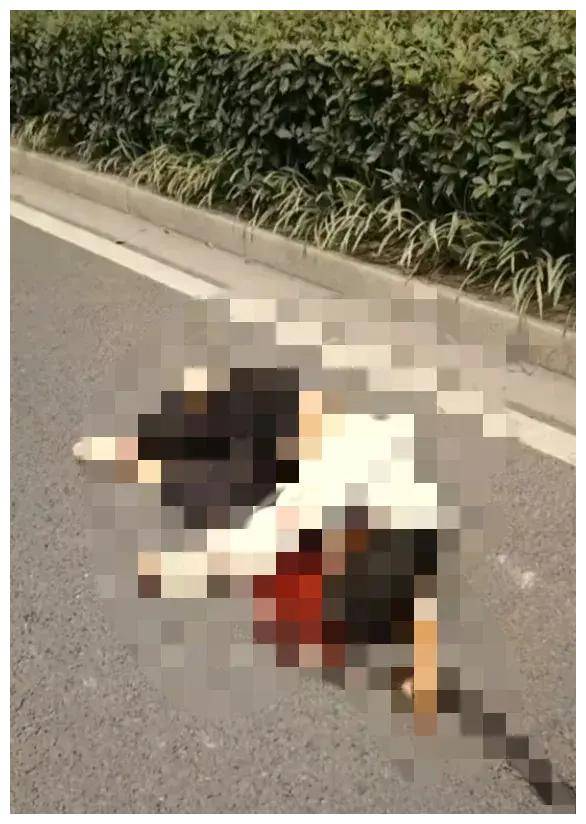 太心疼了!两名女孩生前最后画面被曝光,知情者:脑浆流了一地