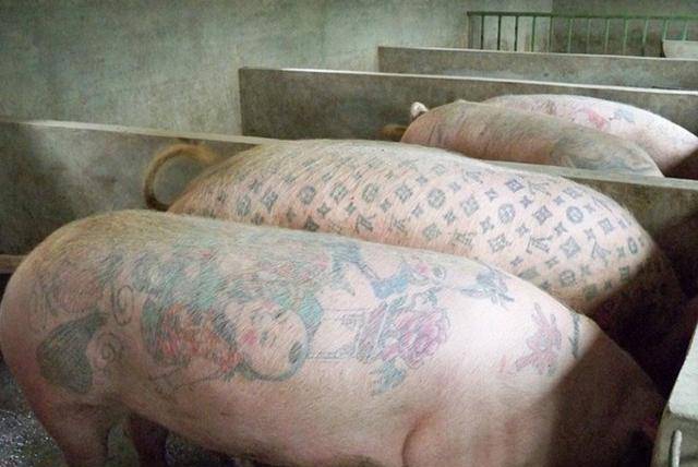 男子在活猪身上纹身,香奈儿将其买走做成限量包,售价近70万