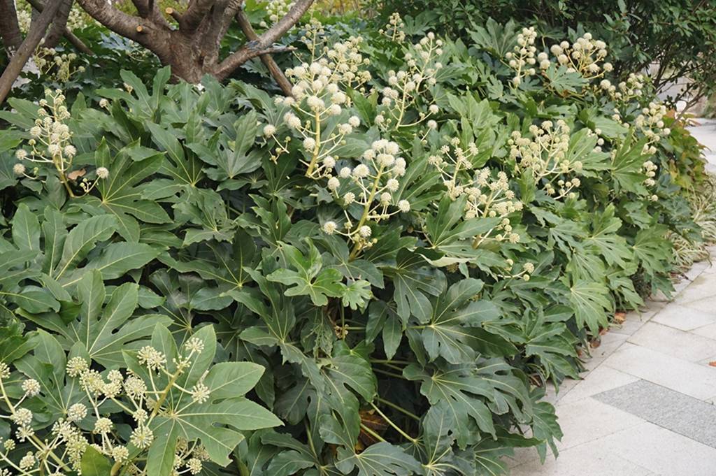 我见到的山东本土植物和园林栽培植物(802)八角金盘