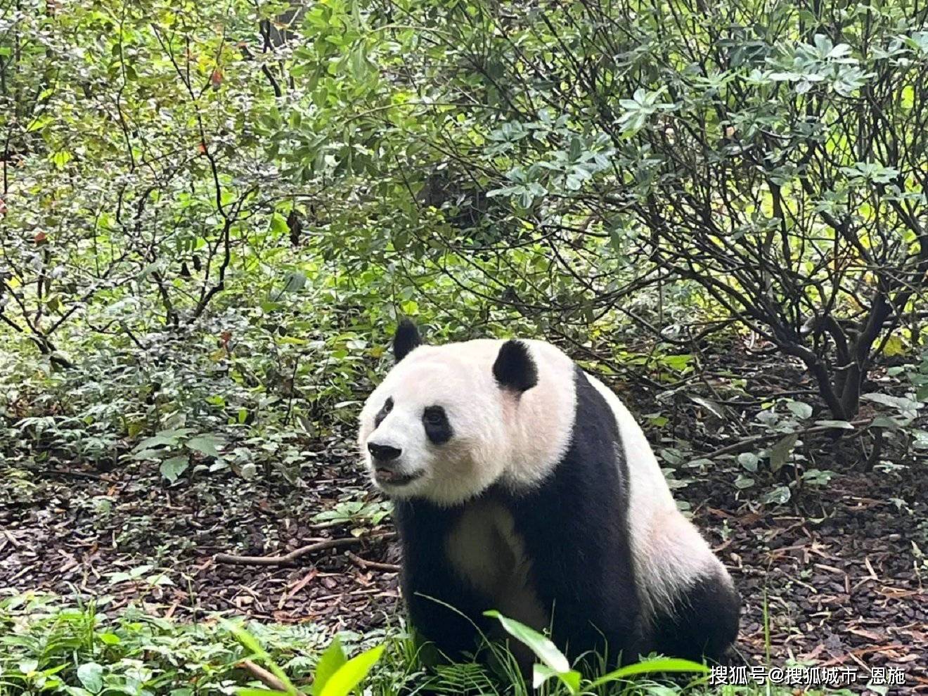 川西旅游景点攻略,川西大环线旅游地图-第2张图片-旅游攻略网