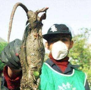 老鼠_核辐射_鼠群