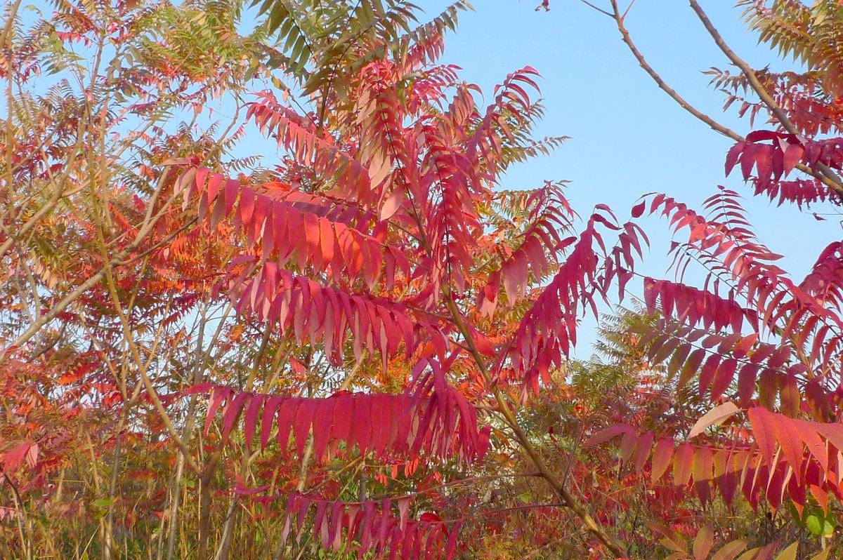 我见到的山东本土植物和园林栽培植物(830)火炬树