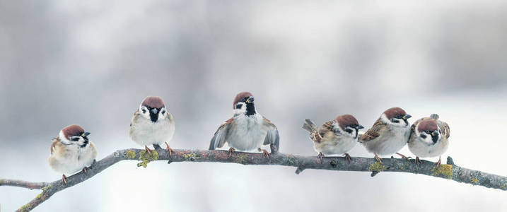城里的燕子和麻雀