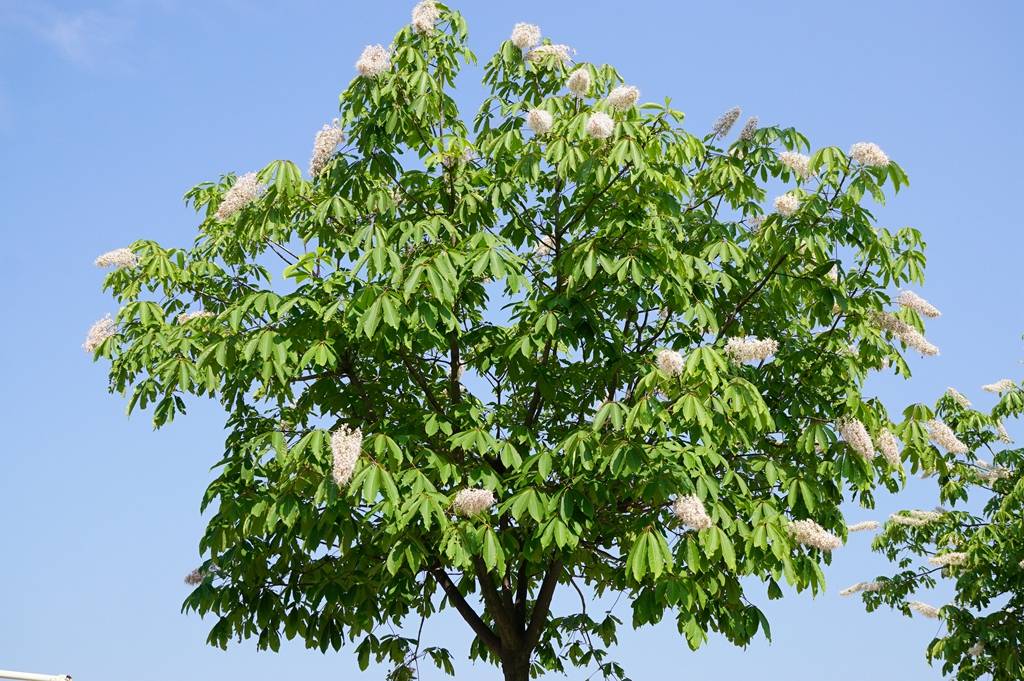 我见到的山东本土植物和园林栽培植物