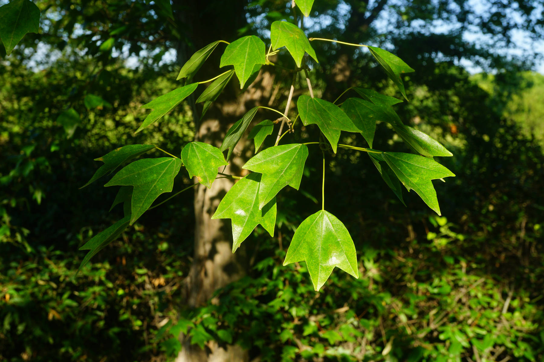 我见到的山东本土植物和园林栽培植物
