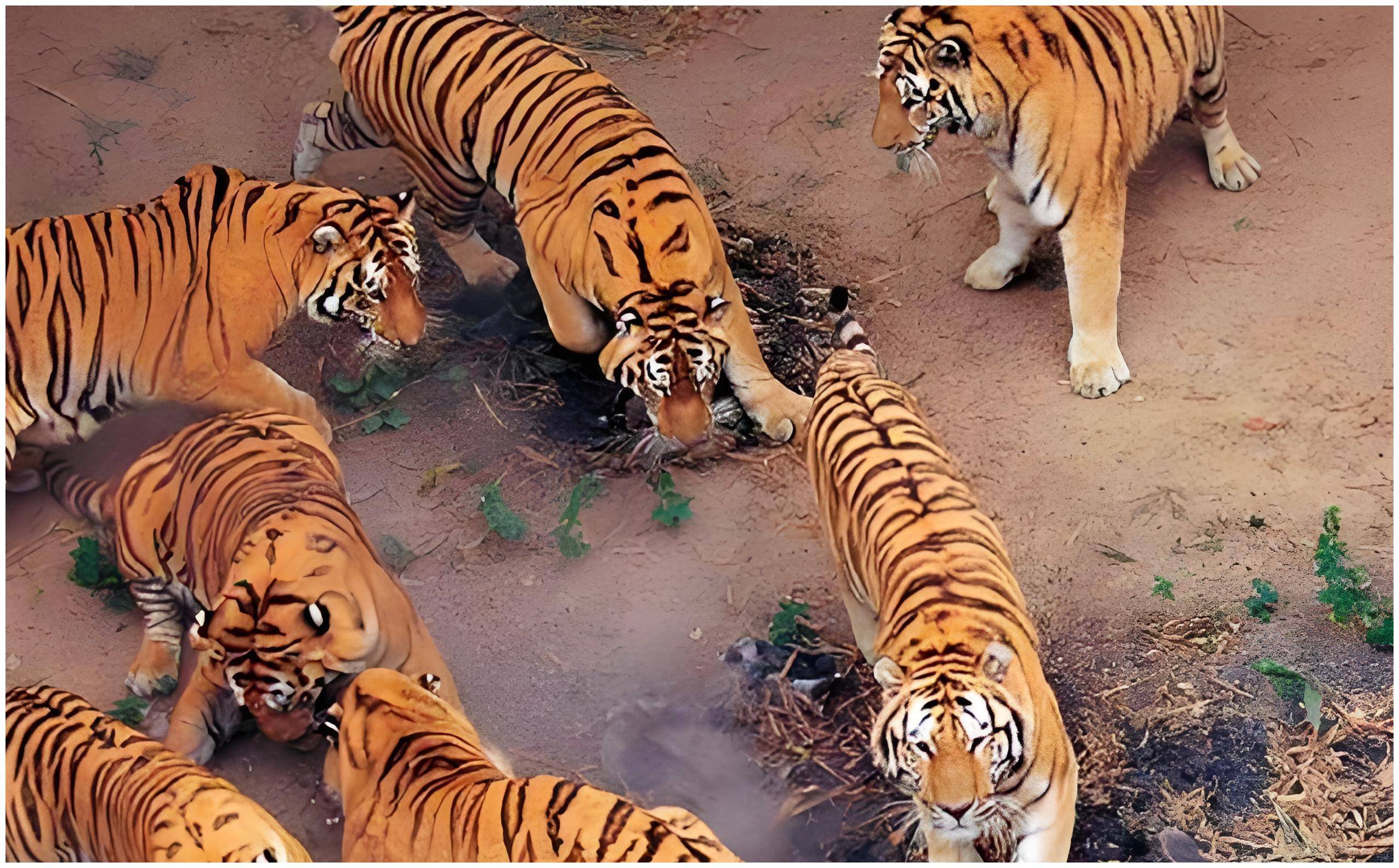 全莉_老虎_训练