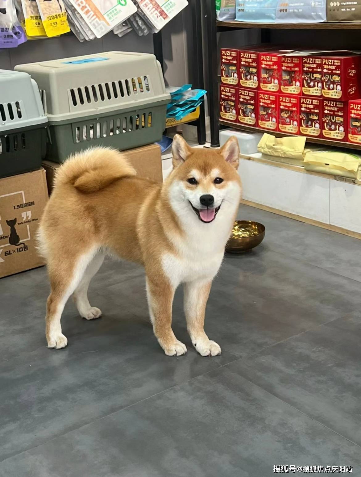 哈尔滨买柴犬（哈尔滨）买柴犬去哪里买比较好丨哈尔滨福安家宠物店欢迎您_服务_城市生活_香坊区