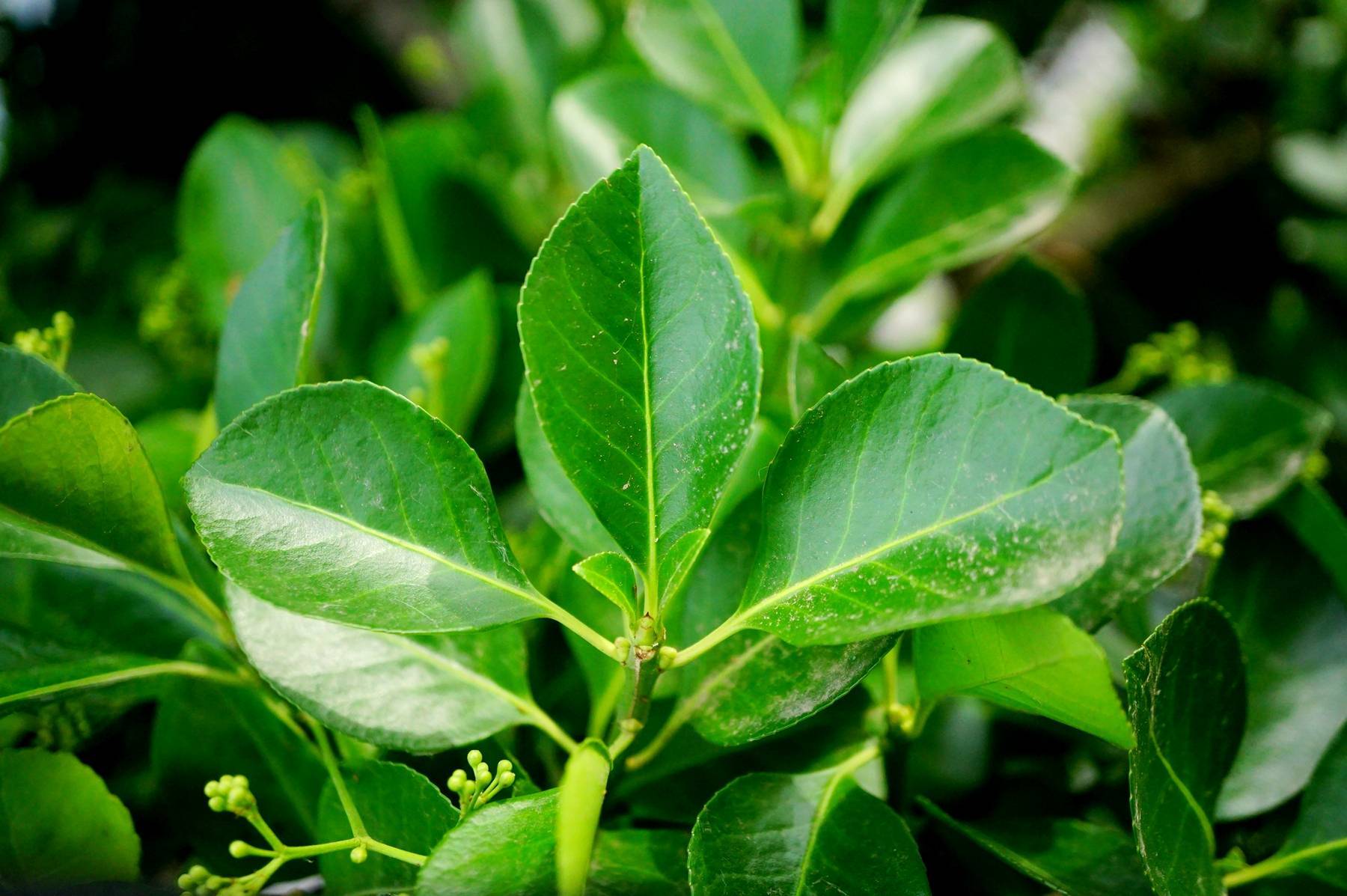 背景 壁纸 绿色 绿叶 树叶 植物 桌面 1800