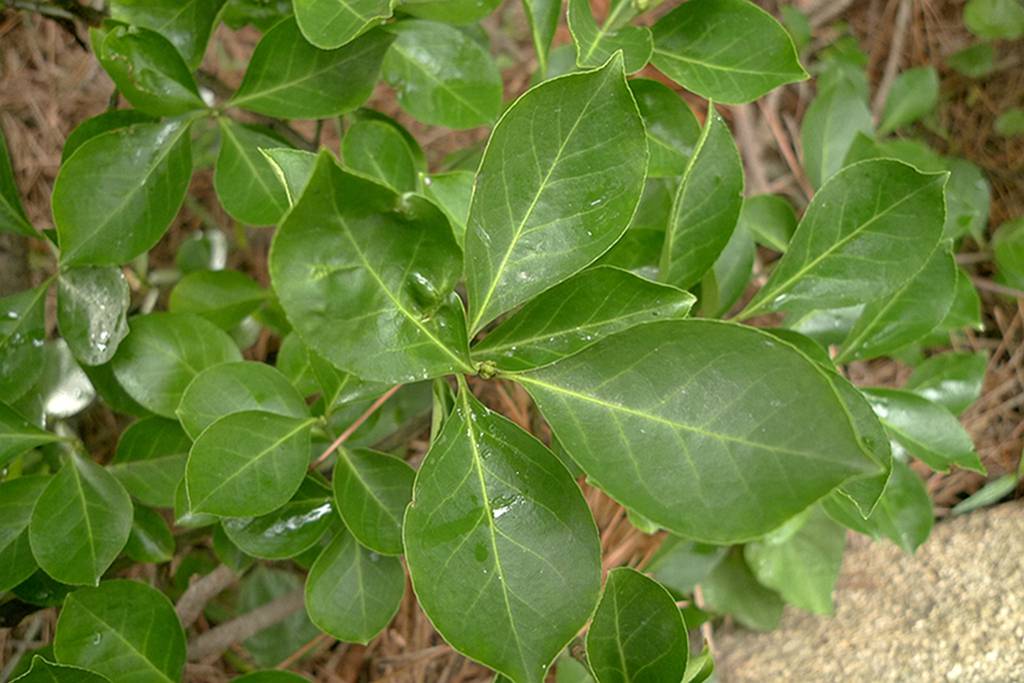 我见到的山东本土植物和园林栽培植物(864)扶芳藤