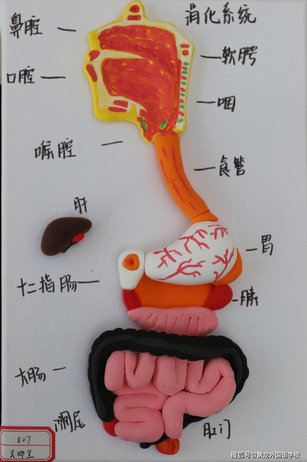 消化系统模型简单自制图片