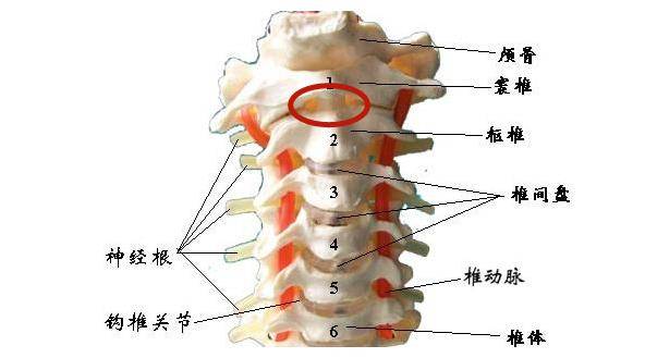 脊椎的一个旋转和活动这个齿突插到了寰椎的齿凹里,从而形成一个关节