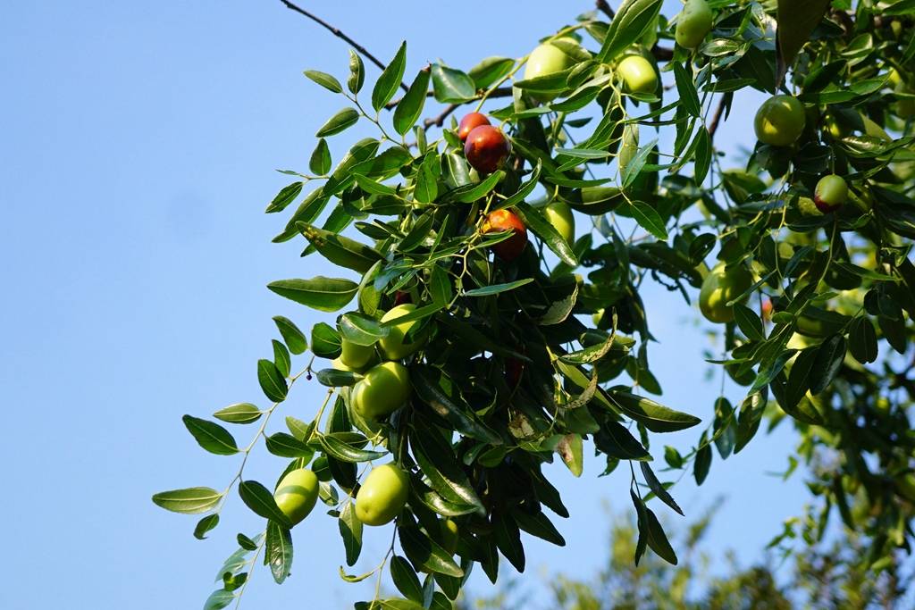 果肉肥厚,含糖量高等特点而出名;而鲁北冬枣,沾化冬枣
